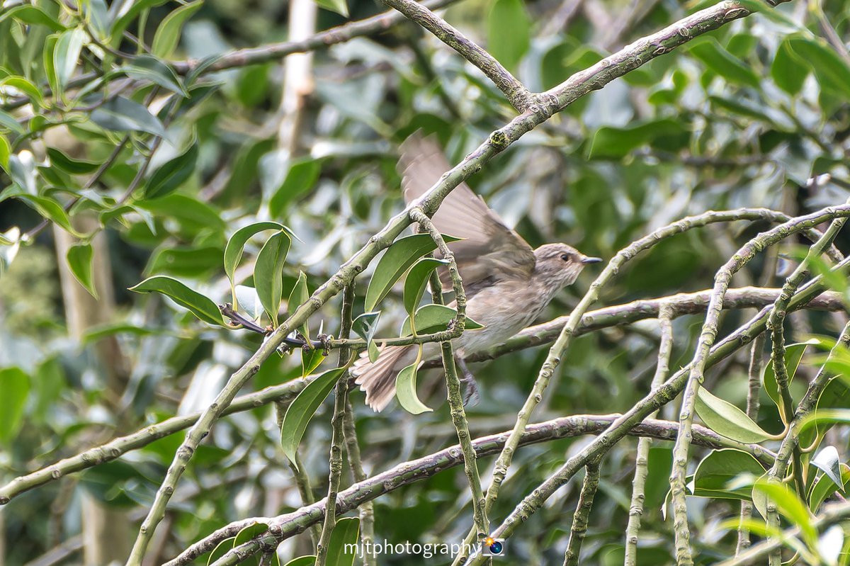 #wildlifephotos #wildlifefriend #wildplanet #wildphoto #wildlifeaddicts #wildlife_shots #wildlifephoto #wildlife_perfection #nikond850 #naturelovers #nikonphotography #nikon200500mm #nikon200500 #spottedflycatcher  #rspb_love_nature #birds @fairlandsbirds