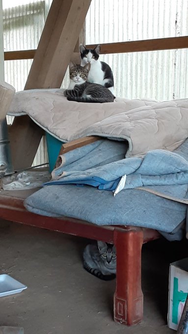 うちに住み着いていただけるのですね～ 