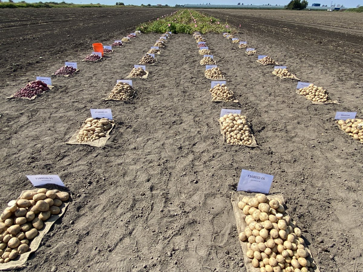 SynPalliserCA's tweet photo. Out at the BC Potato Variety Field day #growthemspuds #bcpotatoes https://t.co/Elt5LaRhpm