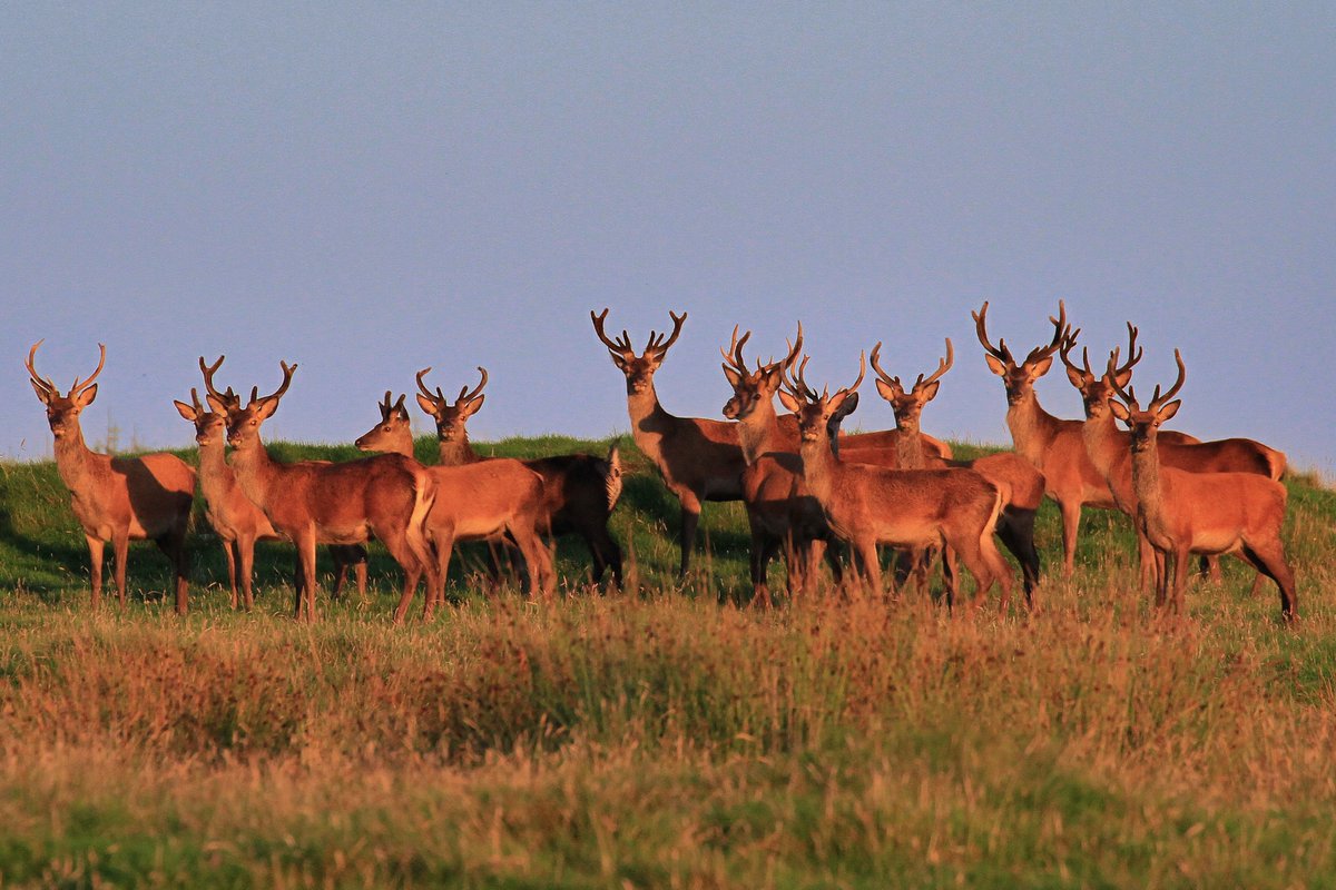 bunothanboy's tweet image. A6. It has to be Islay for nature.
#ScotlandHour
#Nature