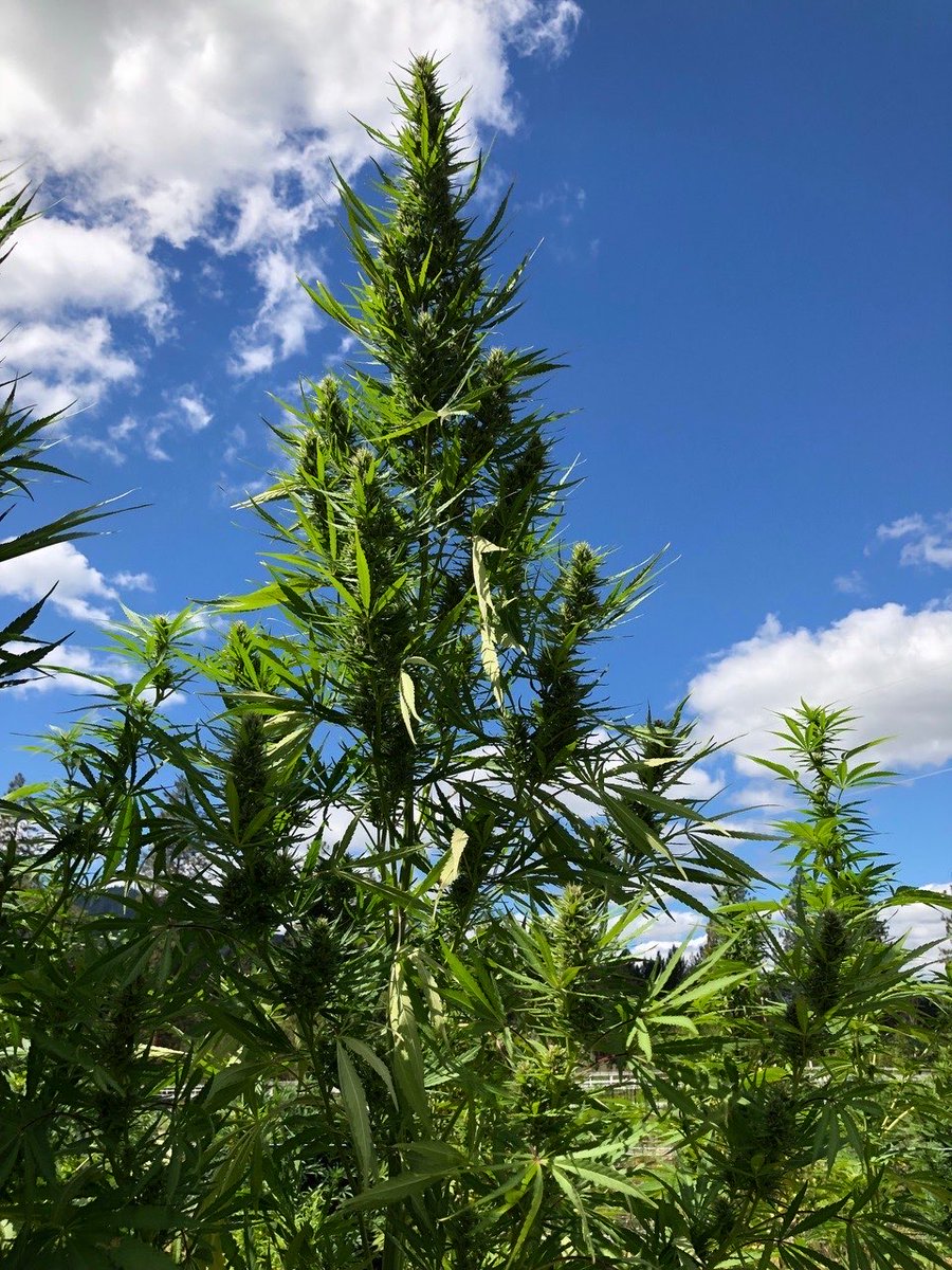 MotorCitySeeds's tweet photo. Blue Kali fem (bred by Vagabond Seeds) tastes like 🍍! Classic #sativa look &amp; shape, uncommon genetics ⚗️ #TheFutureIsRegenerative #homegrown #organic #cannabisculture #cannabiscommunity #weedlife #WeedLikeChange #cannabis #420 #marijuana #mmj #cannafam #LoyalToTheSoil #GrowLove https://t.co/ggiBbO9aqQ