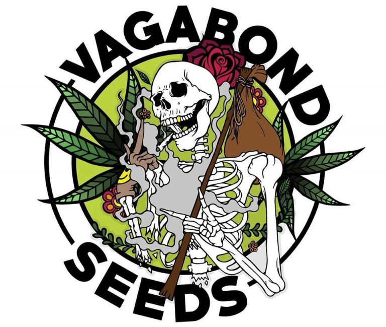 MotorCitySeeds's tweet photo. Blue Kali fem (bred by Vagabond Seeds) tastes like 🍍! Classic #sativa look &amp; shape, uncommon genetics ⚗️ #TheFutureIsRegenerative #homegrown #organic #cannabisculture #cannabiscommunity #weedlife #WeedLikeChange #cannabis #420 #marijuana #mmj #cannafam #LoyalToTheSoil #GrowLove https://t.co/ggiBbO9aqQ