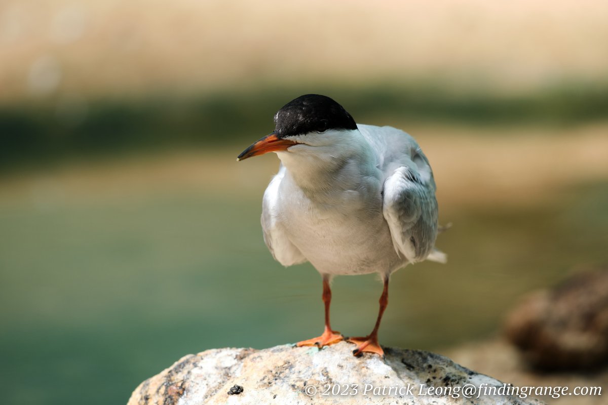 More Wildlife From The Sigma 100-400mm Contemporary #sigmaxmount #sigma100400contemporary #sigmaphoto #fujifilm #fujifilmxseries
findingrange.com/2023/09/13/mor…