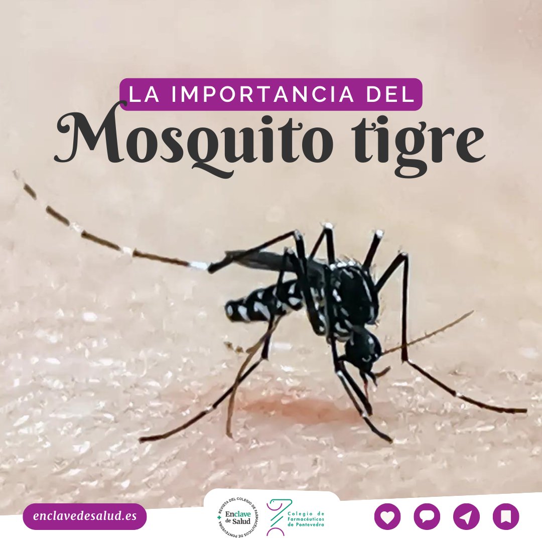 🔍¿Sabrías reconocer el mosquito tigre?

¿Por qué es importante? ¿Cómo evitamos que nos piquen y qué hacemos si lo hace?

Al hilo de la campaña informativa en farmacias de Pontevedra, accede al nuevo artículo: 'La importancia del mosquito tigre'🦟

#mosquitotigre  #enclavedesalud