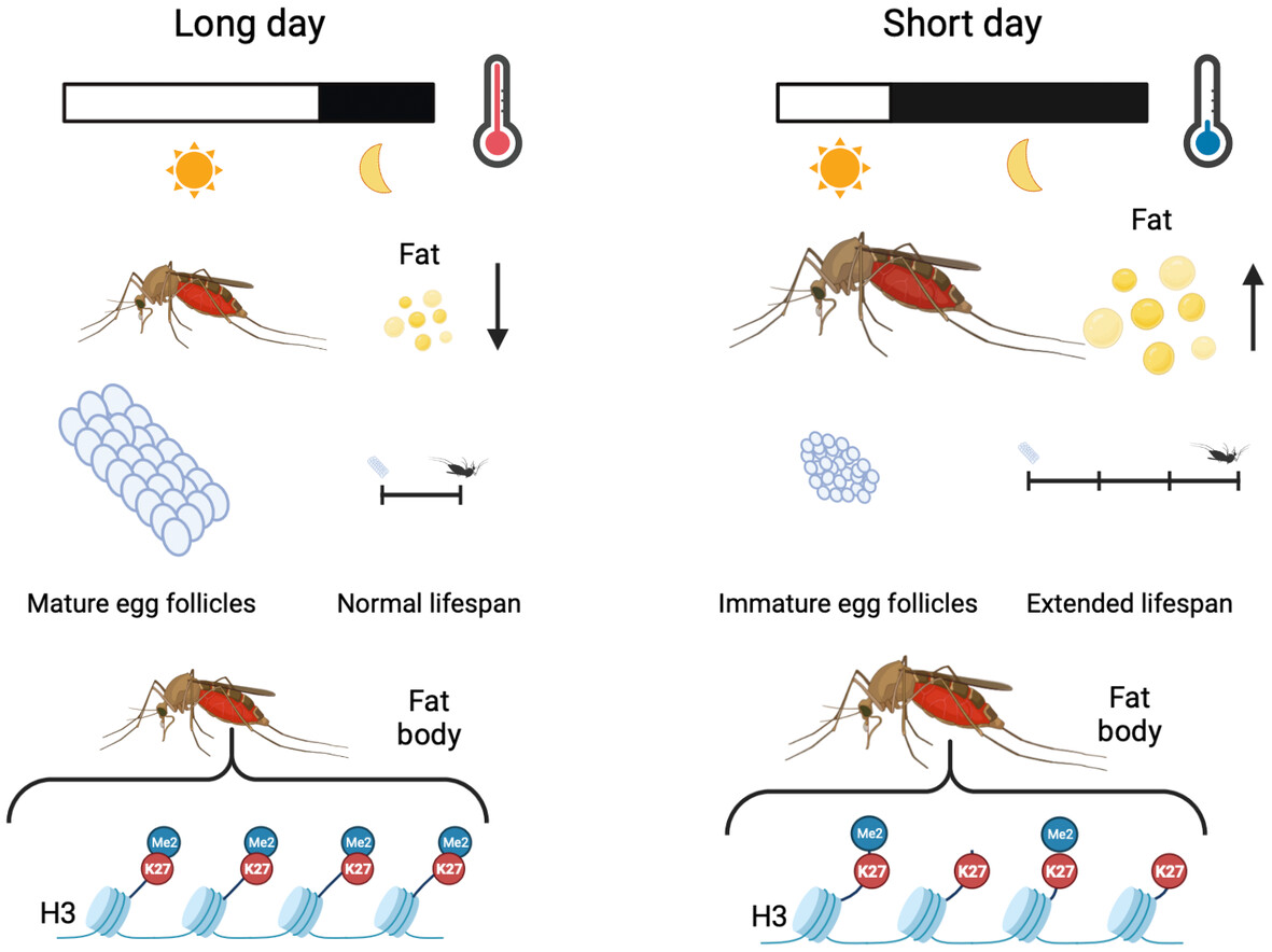 New work in 'The role of epigenetics in insects in changing environments' Special Issue!

The diapausing mosquito Culex pipiens exhibits reduced levels of H3K27me2 in the fat body: doi.org/10.1111/imb.12…
#Epigenetics #Culex #Diapause

<a href="/MGoodisman/">Michael Goodisman</a>