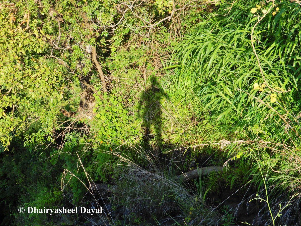 My Shadow on foliage.

#LightandShade #lightandshadow #Shadow #human #humanfigure #photography