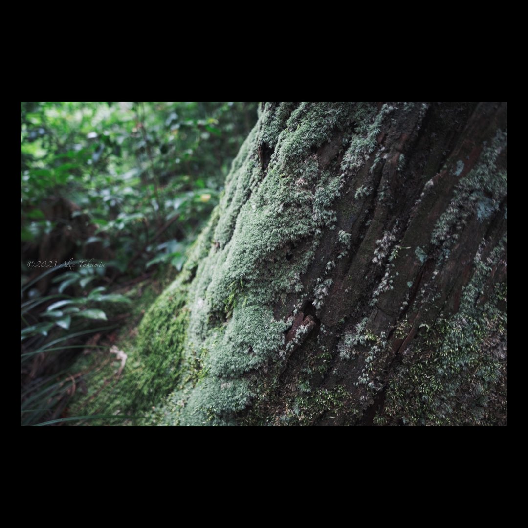 mc75282818's tweet photo. Untitled

#lumixlx100m2 #lumixlx100ii #lumixphotography #naturephotography #woods #forest #moss https://t.co/WXeRvIjJXQ
