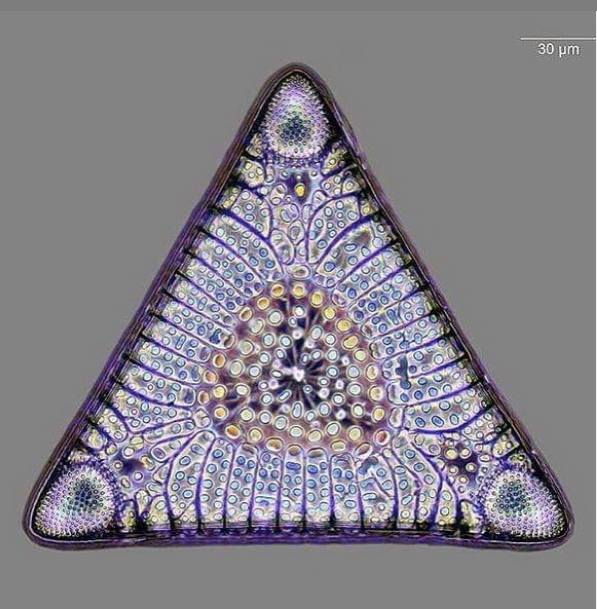 EdmondHWollmann's tweet image. 1) This spectacular #microscopic image is of an #algal skeleton, between 32 and 40 million years old. Although they are so small, they were once so numerous that they formed large layers of rocks in the sediment with their glass "bones". 1/2 #NatureBeauty
