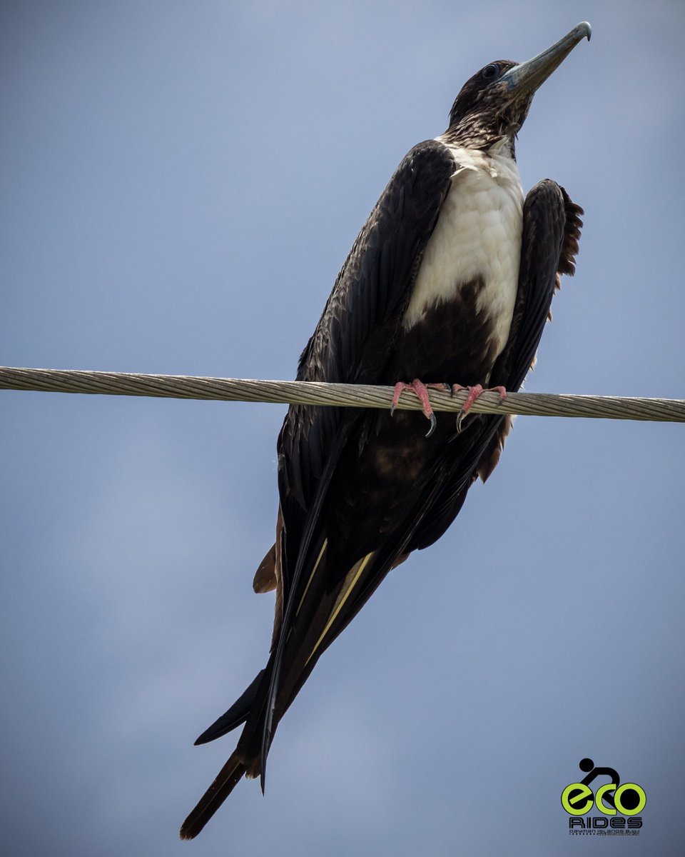 Man of War (Frigate Bird) resting. #birds #manofwar #ecoridescayman #letsride #grandcayman #caymanislands
#biketoursincaymanislands #thingstodocaymanislands #caymankind #ecotours #bicycletours #cyclingincaymanislands #cycling #exercise #beautifuldestinations #earthpix