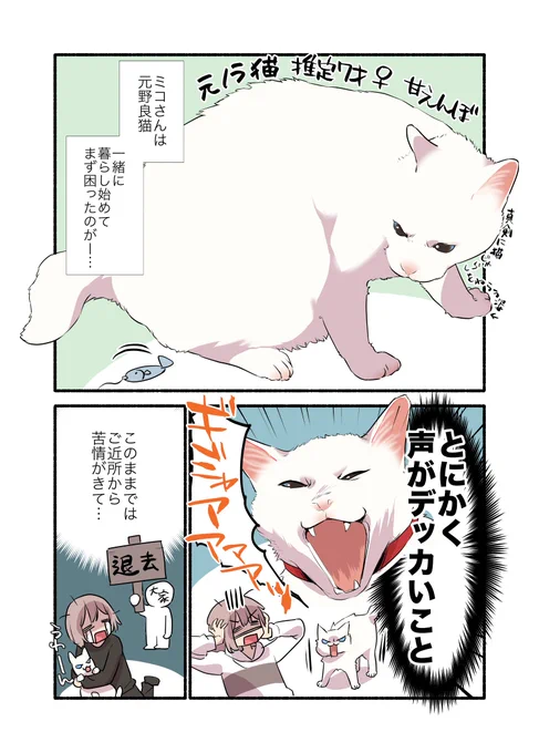 白猫&amp;青目の猫について知っておいてほしいことの話(1/2)
#漫画がよめるハッシュタグ 