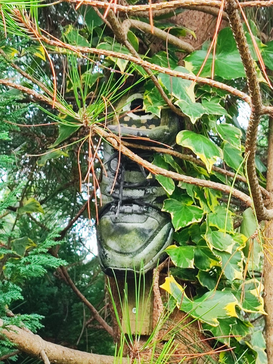 gary_doherty14's tweet photo. A couple of my old boots that I turned into birdhouses last year have been put to use by coal tits and blue tits this year #gardenbirds #birdboxes https://t.co/RHZ3DVGWq2