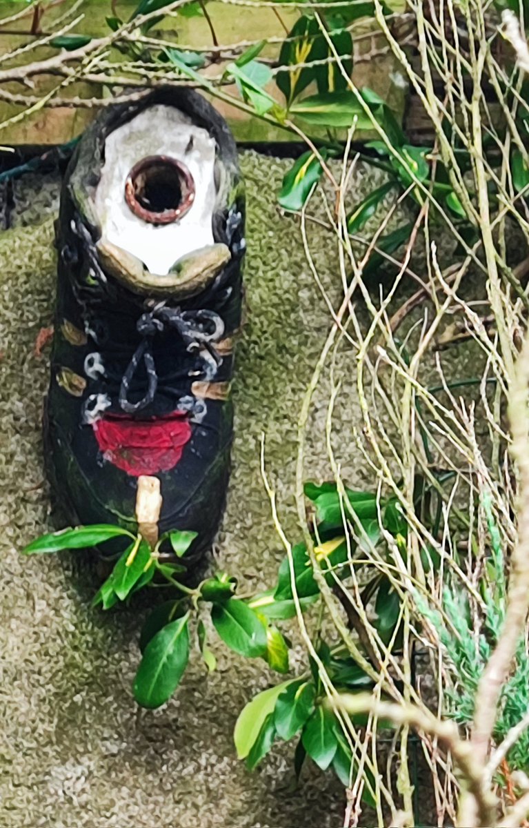 gary_doherty14's tweet photo. A couple of my old boots that I turned into birdhouses last year have been put to use by coal tits and blue tits this year #gardenbirds #birdboxes https://t.co/RHZ3DVGWq2