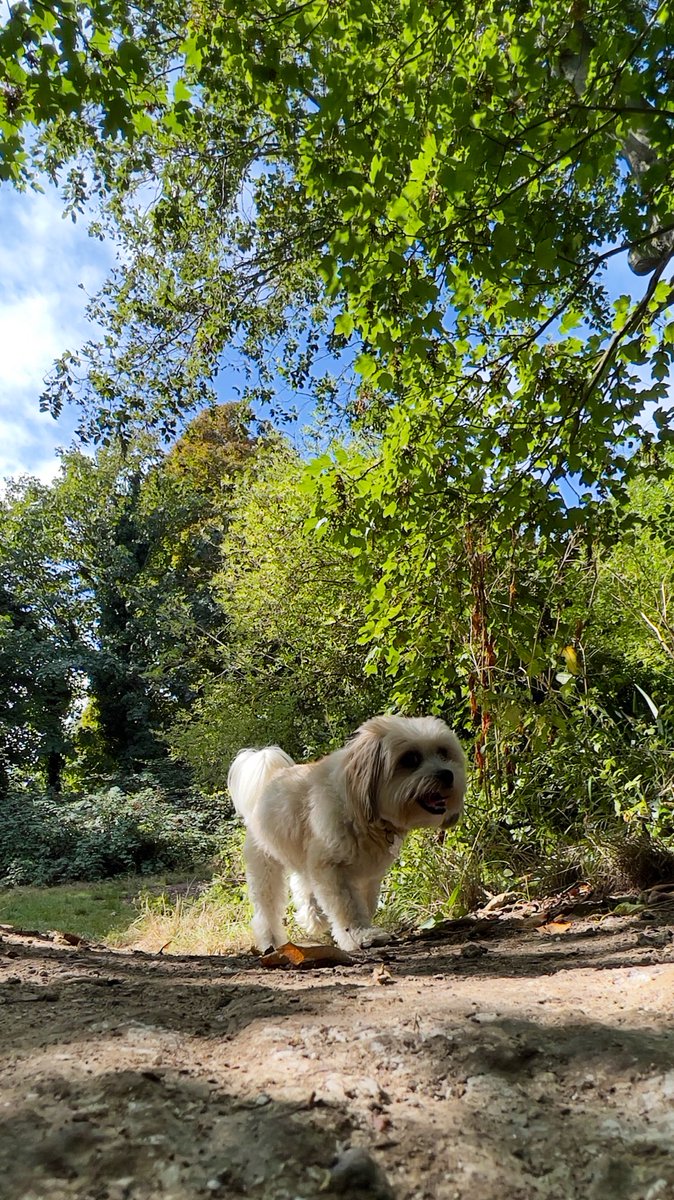 Puhthepuppy's tweet photo. Happy Fursday paw pals. 

Hope your enjoying September ? What have you been up to?

Reply below and let me know about your adventures

@ZombieSquadHQ @BraveWinston   #ZSHQ #outdoorfun #newsniffs #walkies #ThursdayMotivation #nozombshere #iampuh 🐶🐾💕 https://t.co/9KmHoVIE0T