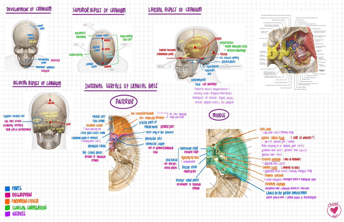 joietoyourworld's tweet photo. ANATOMY: SKULL AND MANDIBLE
Sakit na ng kamay ko, based lang ‘to sa pagkakaintindi ko 🥲
#ChewyMDNotes #medtwt https://t.co/iom9AUQ8sl