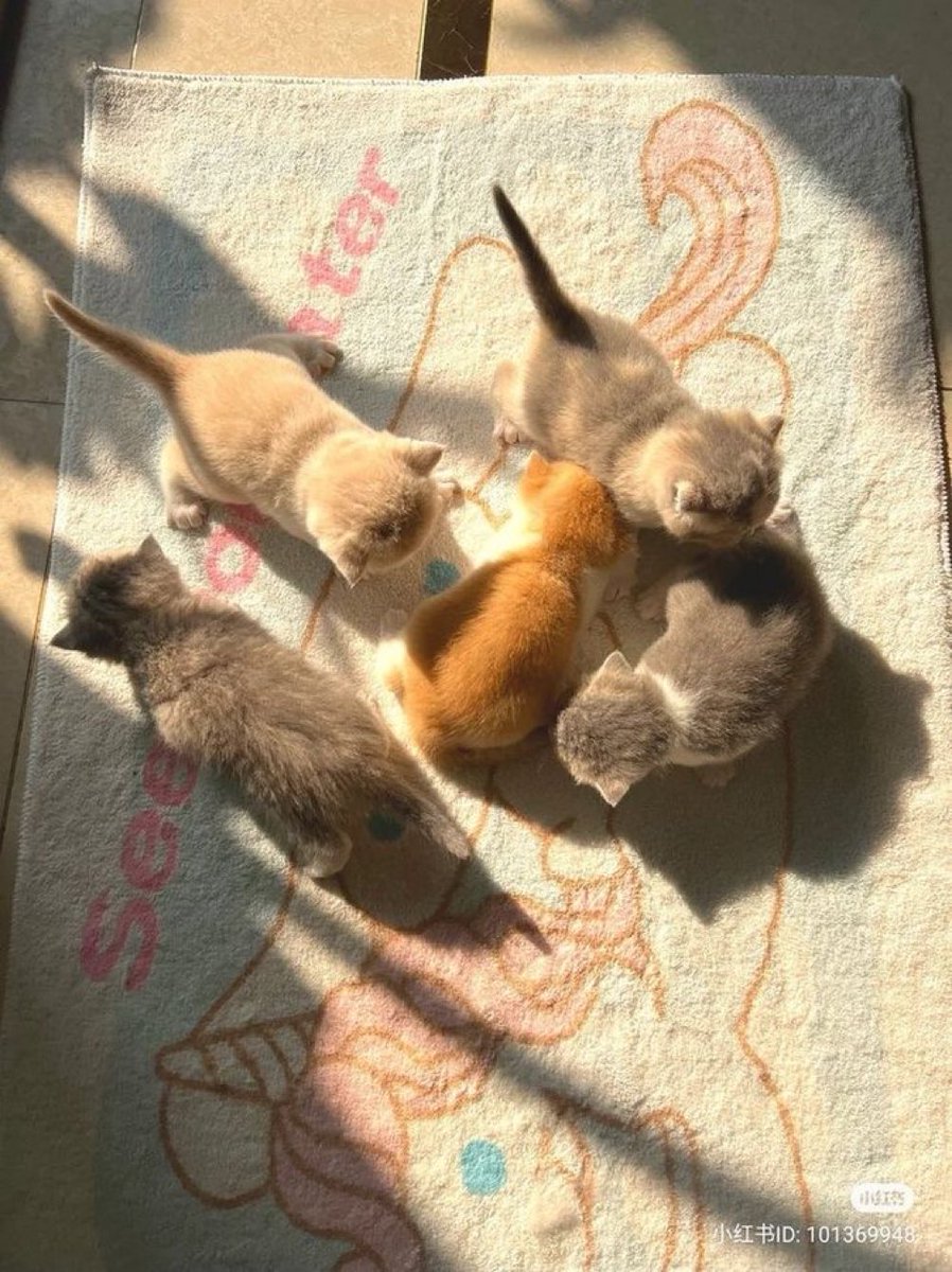 contents that ll heal your depression 🌻 (@catshealdeprsn) on Twitter photo 