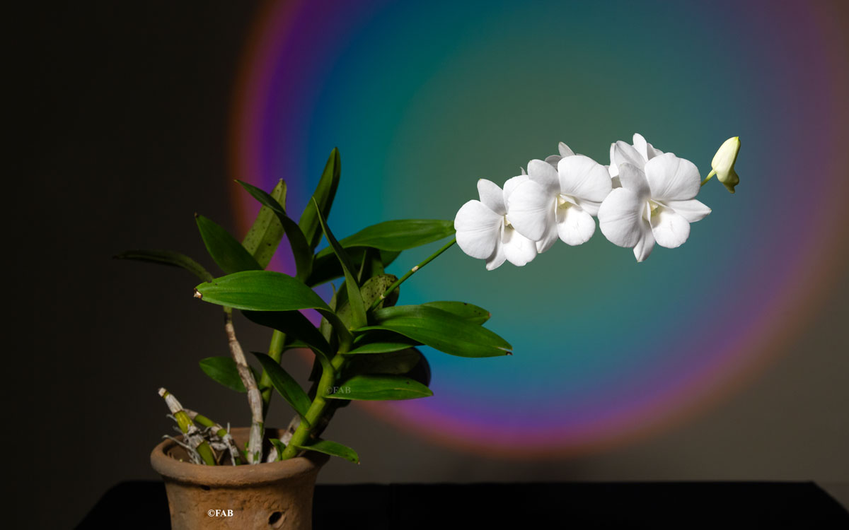 Dendrobium Manhattan White #DendrobiumWhite #Flower #Bloom #Orchid #OrchidBangladesh #Claypot #Potplant #HousePLant #CanonFavPic #Leaf #Roots #Petal #Manhattan #Orkid #ThaiOrchid