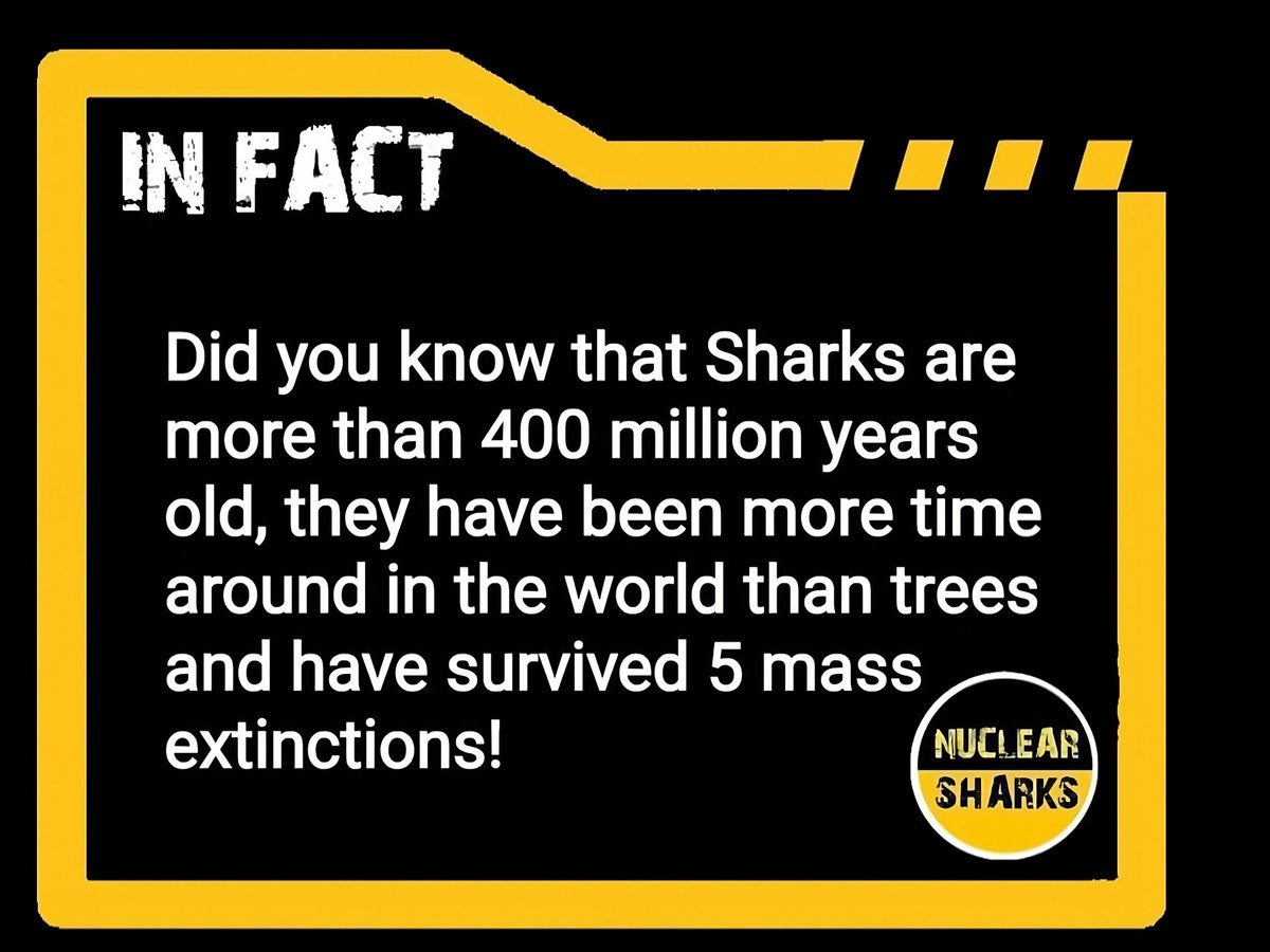 ℕ𝕌ℂ𝕃𝔼𝔸ℝ 𝕊ℍ𝔸ℝ𝕂𝕊 ☢️🦈 tweet media