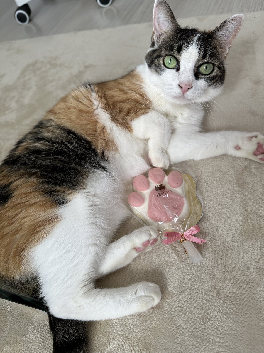 肉球と並べたい飼い主