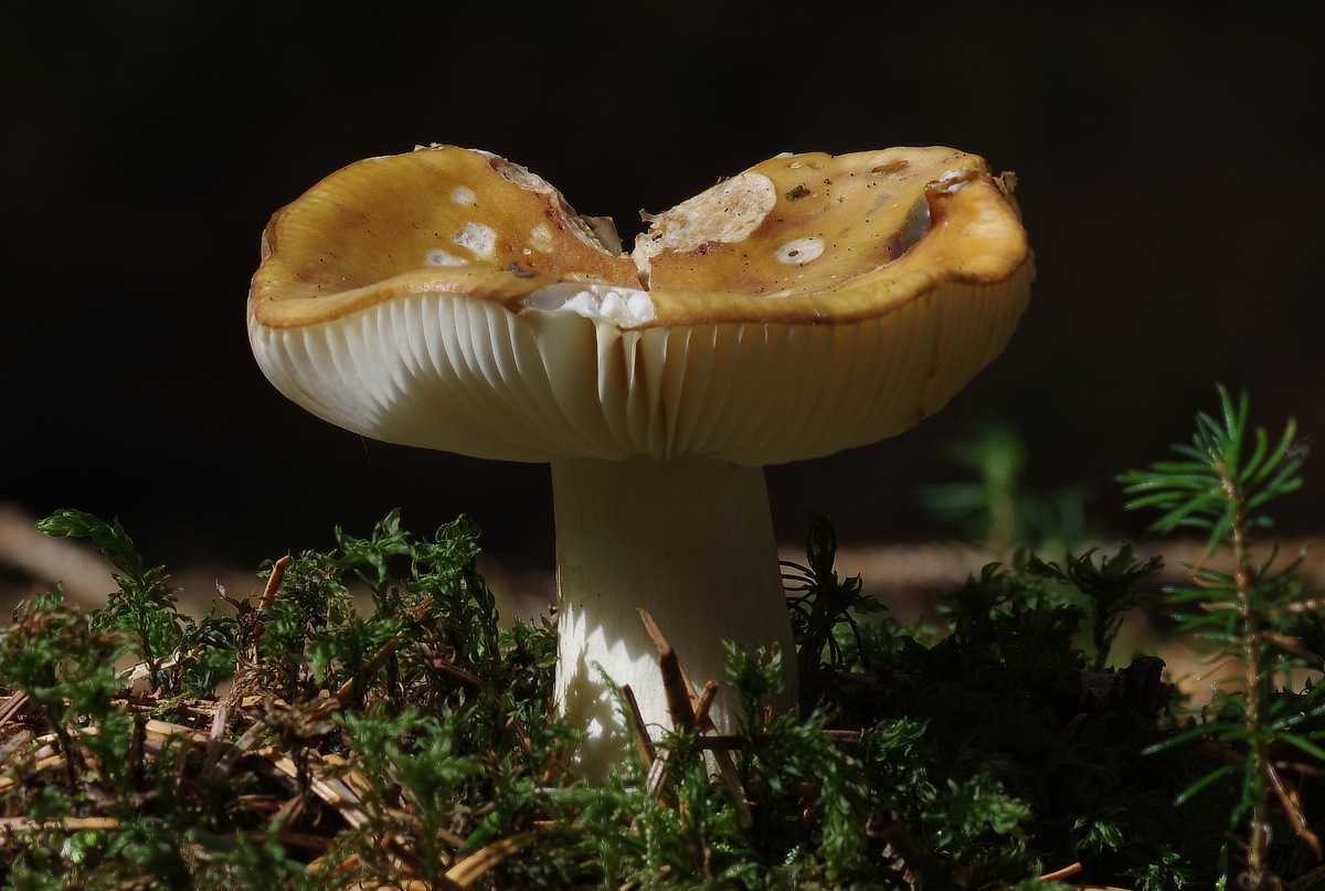 wilde_eep's tweet photo. This jaunty little 'shroom is Russula ochroleuca - just about the most common mushroom in the conifer plantations around Argyll. https://t.co/s4JmaBcjv4