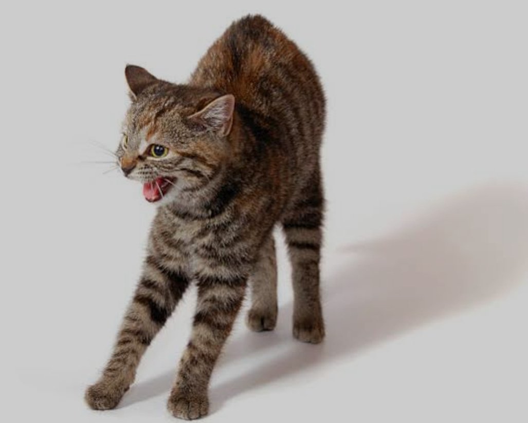 ፀጉሩን ቢያበጥሩት፤ ጥፍሩን ቢያሳድጉት - ድመት ነብር አይሆንም። ሺ ጊዜ ብትቀልበው፤ ድመት ነብር ይመስላል እንጂ ነብር አይሆንም። ድመትዬ ጀግናው፤ ድመትሻ አንበሳው እያልክ ብትዘፍን ድመት ነብር አይሆንም። 

ዓለም አላፊ ነው፤ ጃውሳ ረጋፊ ነው