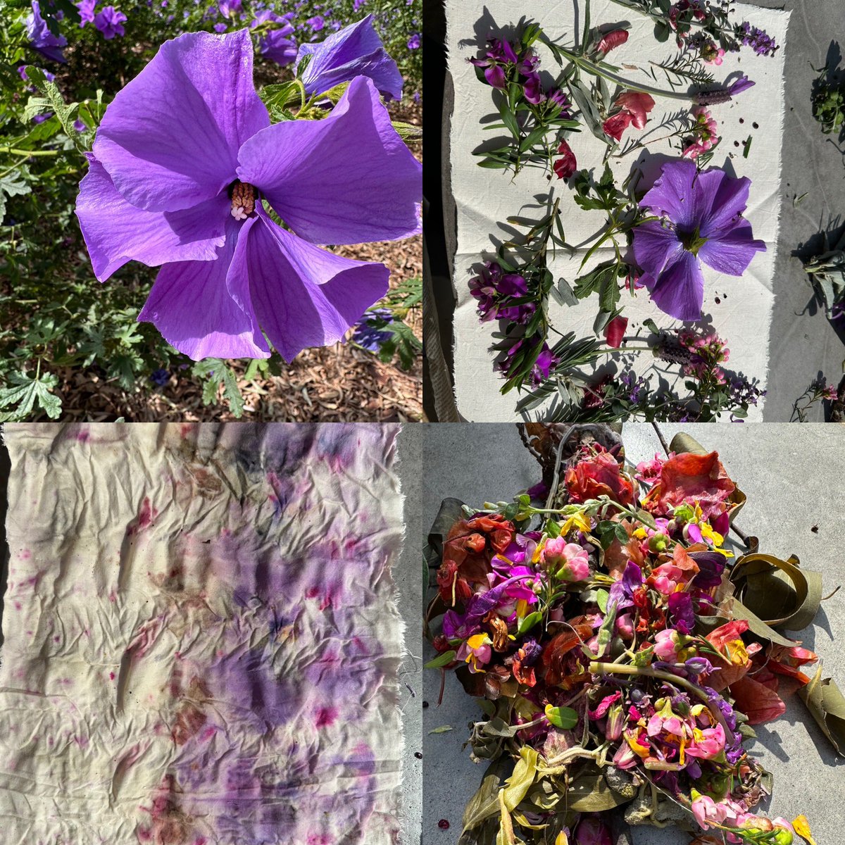 AislinnLalor's tweet image. Wonderful to be part of the research team “We Are Well” &amp;amp; partake in #intergenerational eco-dying with First Nations artists, seniors from #U3A, primary children, @Monash_OT &amp;amp; @MonashEducation students-Workshop 2 today  &amp;amp; 2 more to come! @RAILMonash @Keith_Hill_RAIL