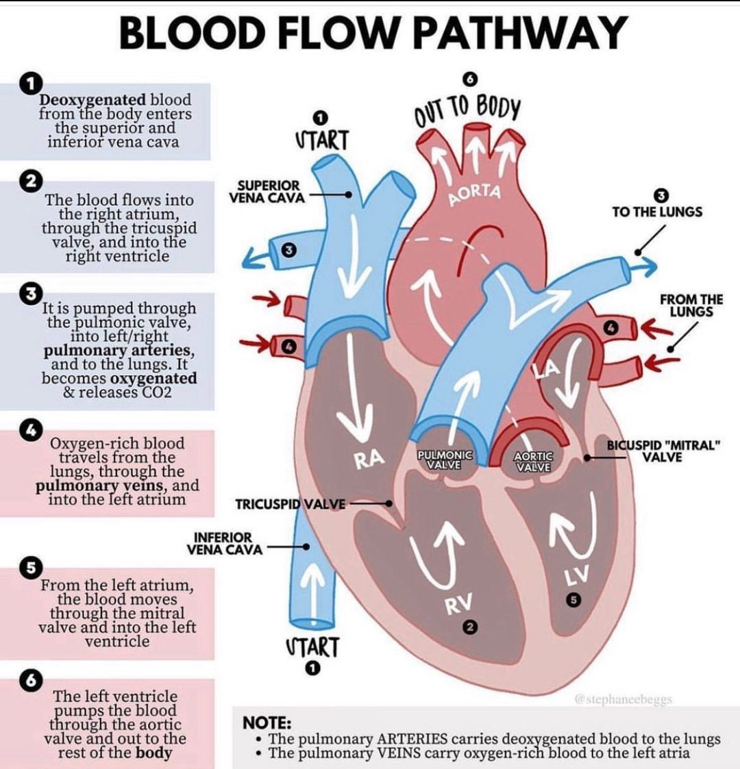 NurseHann100's tweet photo. BLOOD FLOW PATHWAY

#Nursing #NursingNotes https://t.co/2GL7zaMjkq