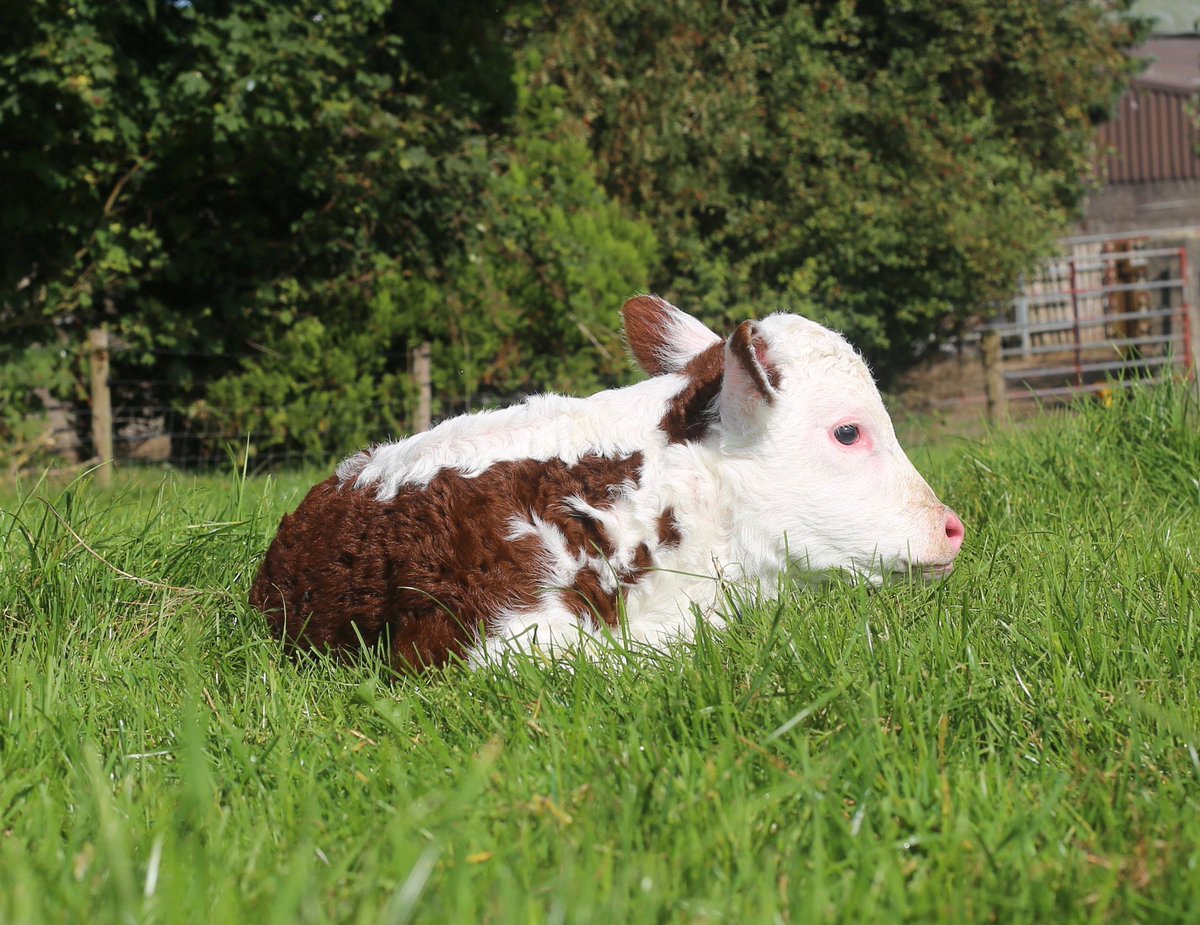 Good morning little lady 💋 #calving23