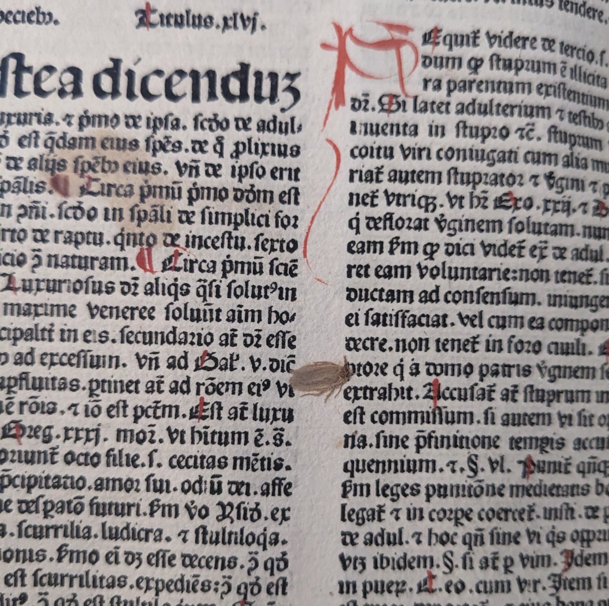 MarshsLibrary's tweet image. Gotcha! A critter squished between the pages of a book from 1482 #incunable #squish