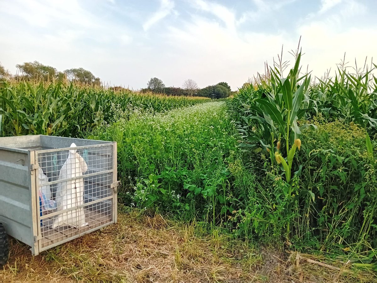Beautiful shot from a happy customer in Yorkshire. 👌👌

Game cover looking good ready for the customers’ first day very soon! 🌱🌱☀️👌

#gamekeeping