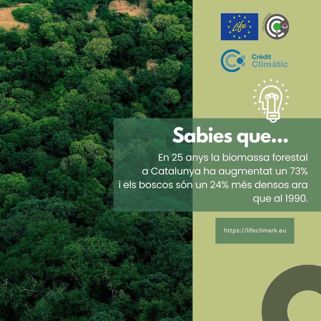 Els canvis en l'estructura del #bosc i el #CanviClimàtic, han perjudicat la salut dels boscos, augmenten el risc d'incendi i afecten la provisió de serveis bàsics com l'aigua, amb una reducció del 30% del cabal dels rius en 25 anys.
#carboni #aigua #biodiversitat #CrèditClimàtic