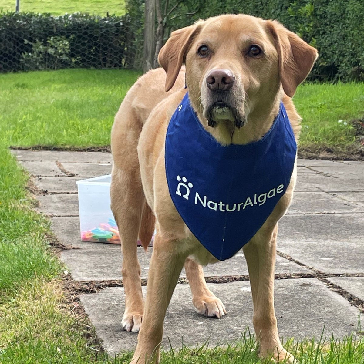 We couldn’t ask for a better NaturAlgae brand ambassador than gorgeous Charlie 🐕🤩 

Discover more about our Omega-3 rich algal ingredient for aquaculture and pet feeds and request a free sample today: mialgae.com/product.