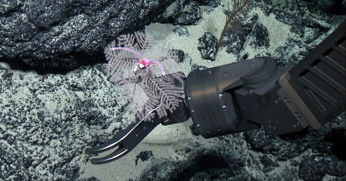 Norway should call off deep sea mining plans, key ally says reut.rs/45RVdGw