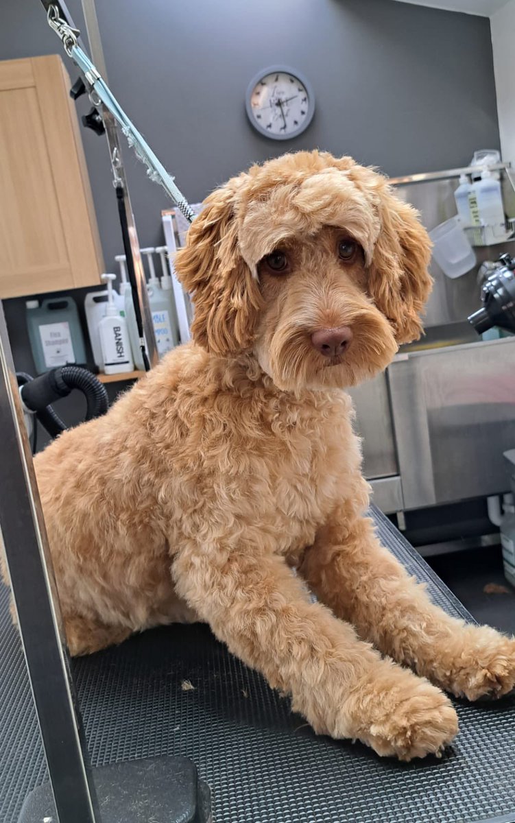 Currywithlove's tweet photo. @tinainvirginia @Phil_Sledge Winnie having her trim! https://t.co/JAcaX1DsbO