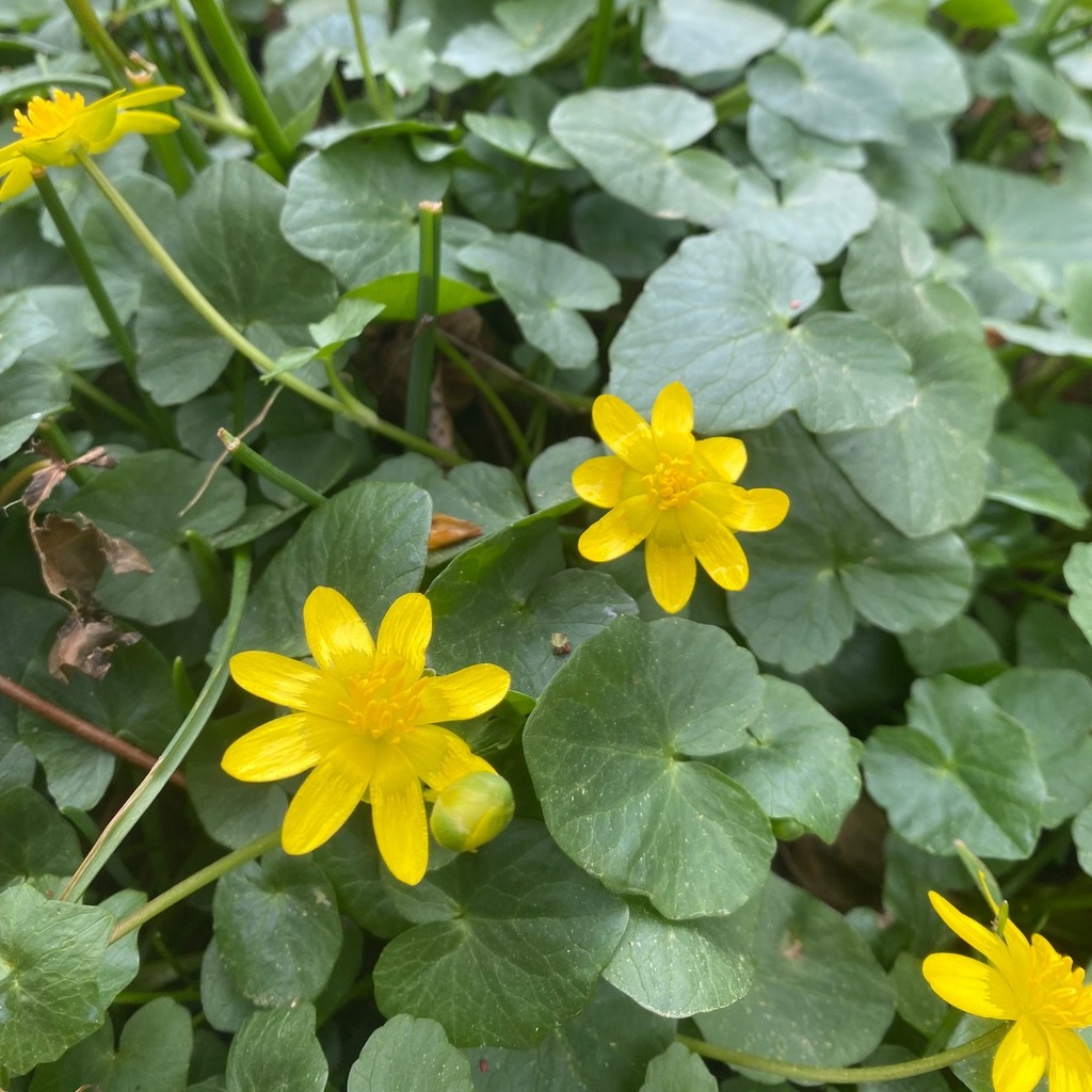 Pilewort ... such an ugly name for a sweet woodland bloom #lyebow #lyebowgardens #spring #pilewort