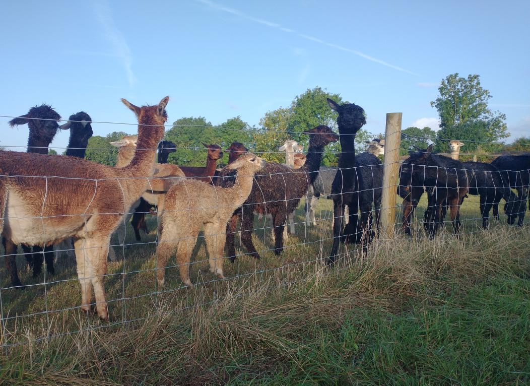 Orchard_Alpacas's tweet photo. There's the queue for breakfast.....#thursdayvibes #goodmorning #breakfast https://t.co/6SUMHq7mcg