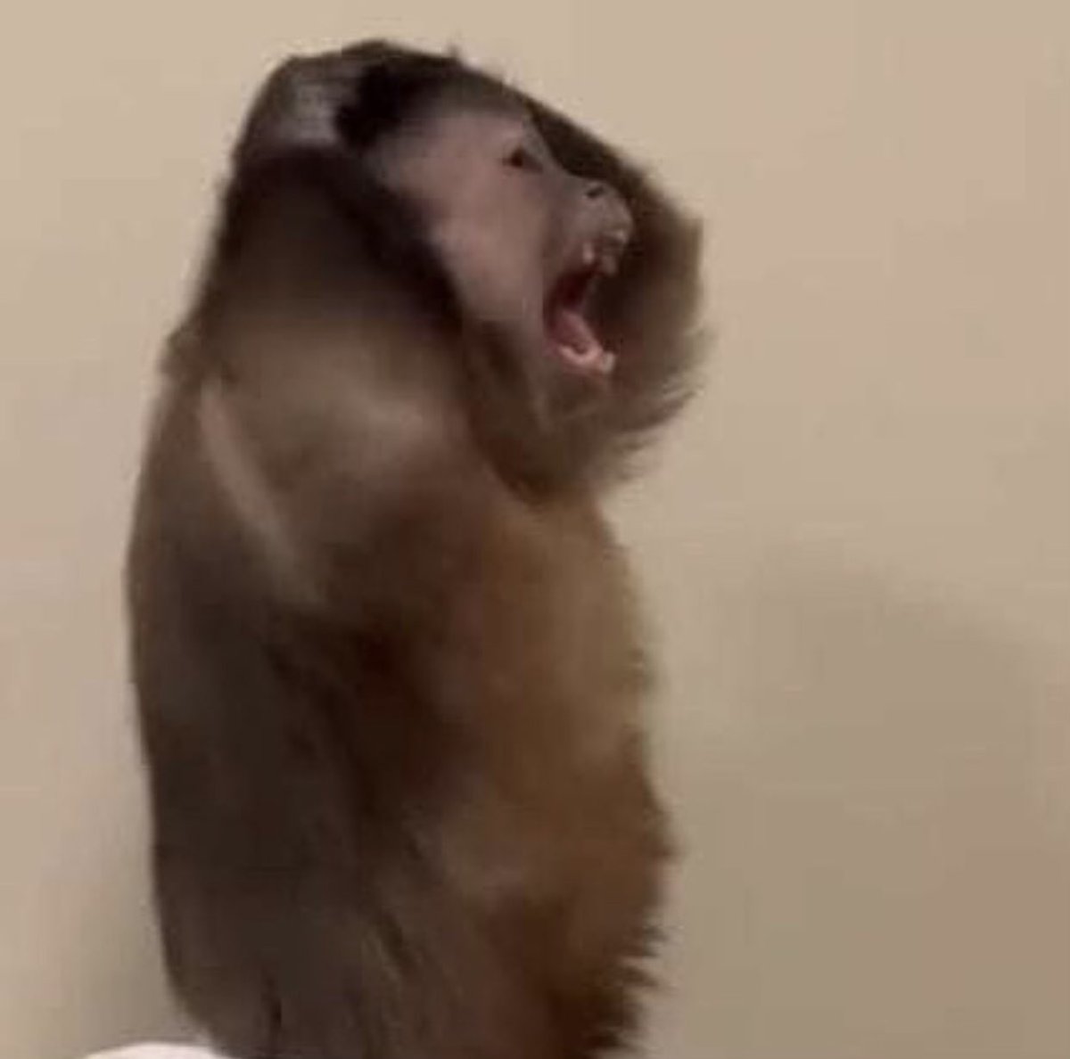 SlayVigilante tweet media