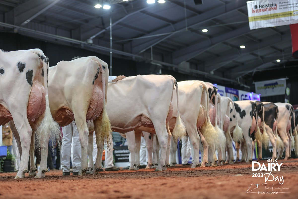 UKDairyDay's tweet photo. Thank you to all the cattle exhibitors who attended UK Dairy Day with a fantastic display in the show ring.  View the cattle show results online.  Well done to everyone. #UKDairyDay
https://t.co/M9s8eVAfBQ https://t.co/aUAOcdmkNv
