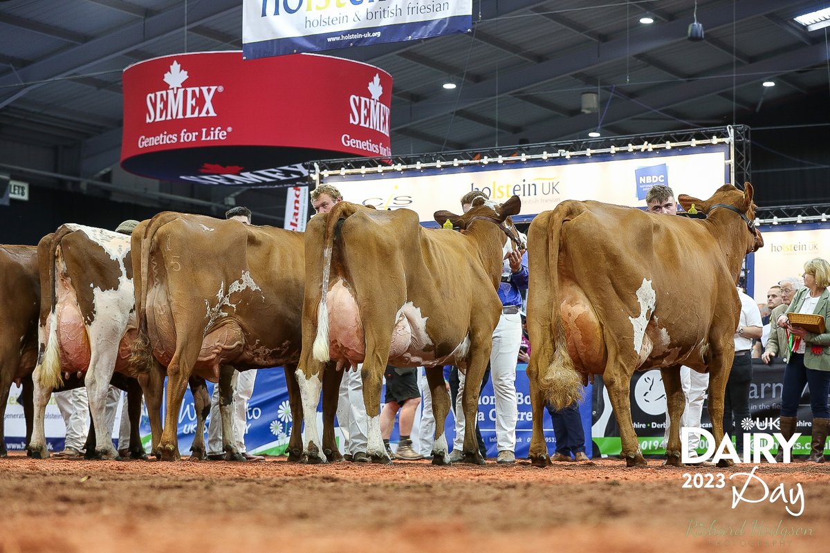 UKDairyDay's tweet photo. Thank you to all the cattle exhibitors who attended UK Dairy Day with a fantastic display in the show ring.  View the cattle show results online.  Well done to everyone. #UKDairyDay
https://t.co/M9s8eVAfBQ https://t.co/aUAOcdmkNv