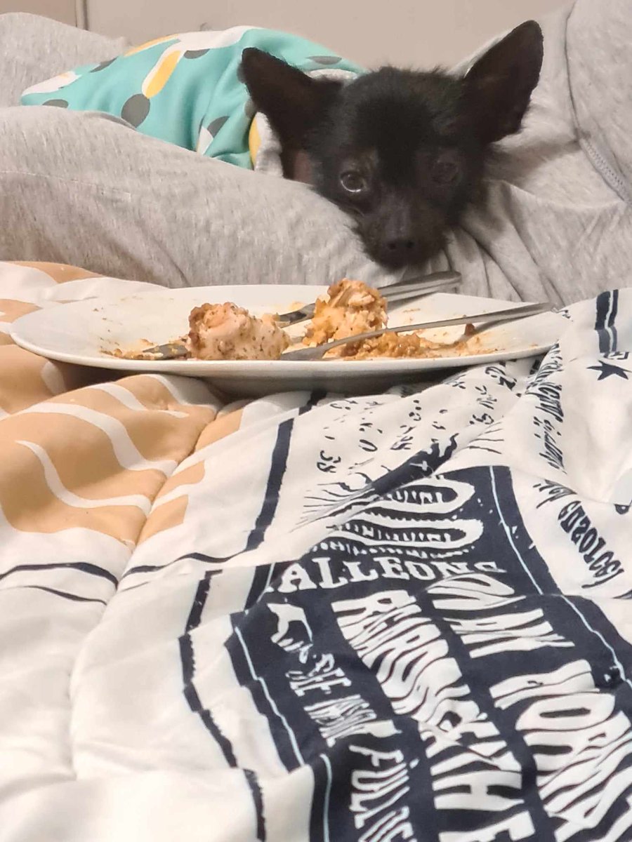 Kendra_Whisp's tweet photo. Neo eyeing up my dinner, hoping for leftovers! https://t.co/J2HeT03LQT