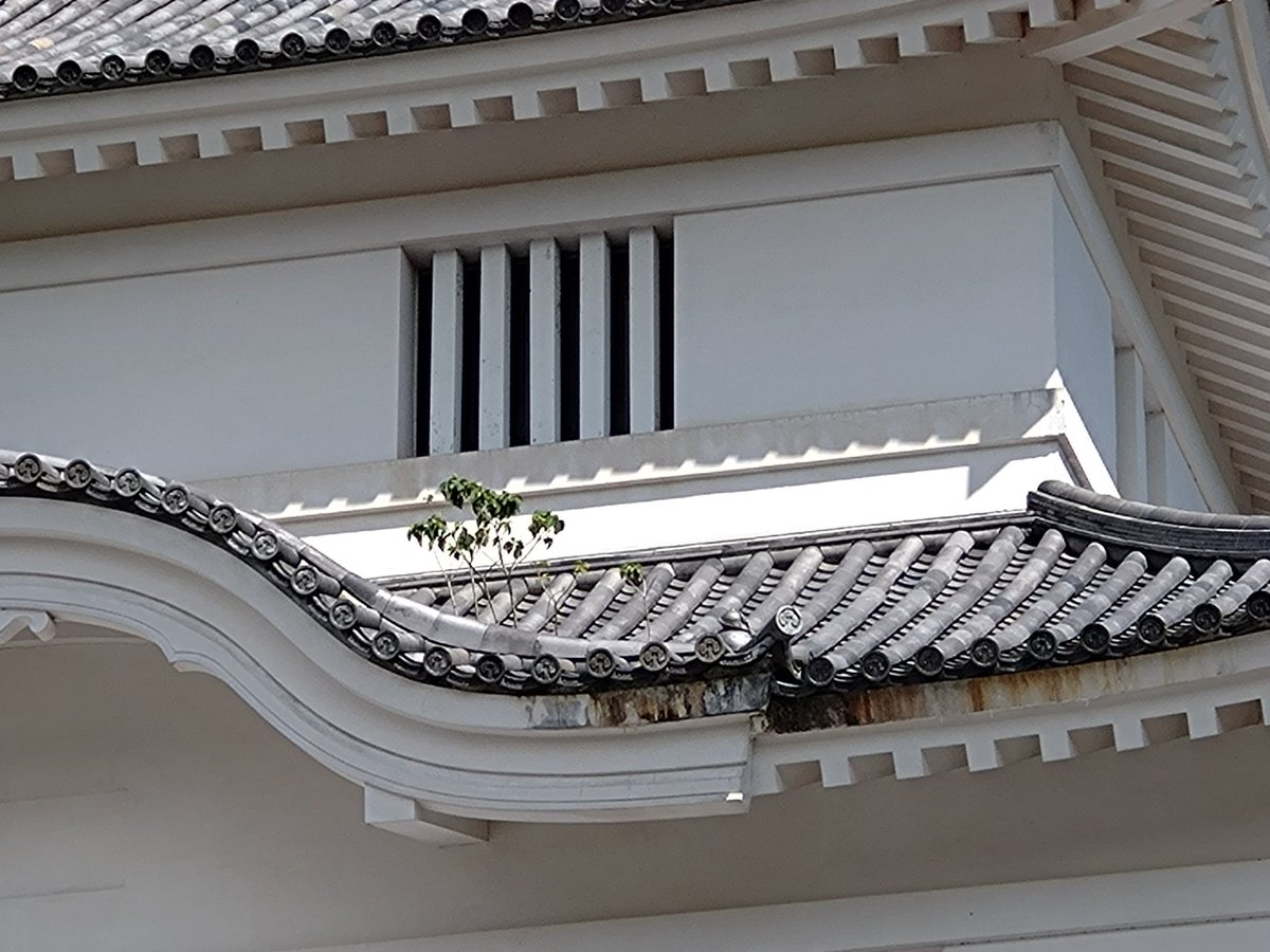 屋根に雑草?生えてたよ…😅すごい生命力。鎧は山中鹿之介、幸村、直政。(レプリカ?) 