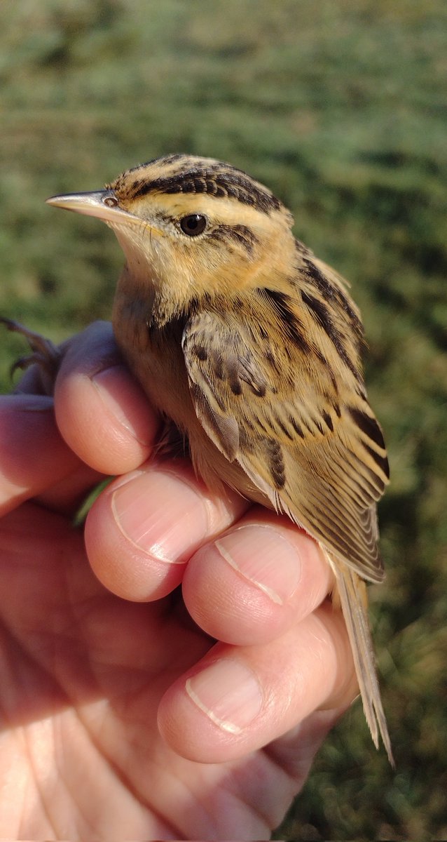 EugeneBirds's tweet photo. Migration has slowed down (a lot !) so this may be one of the last Aquatic Warblers we'll see at Donges ringing station on the Loire estuary for this year. #acrola @_BTO @Kloe @_EURING @loireatlantique @paysdelaloire https://t.co/k4q45BOkYm https://t.co/IFiXcjfiqv