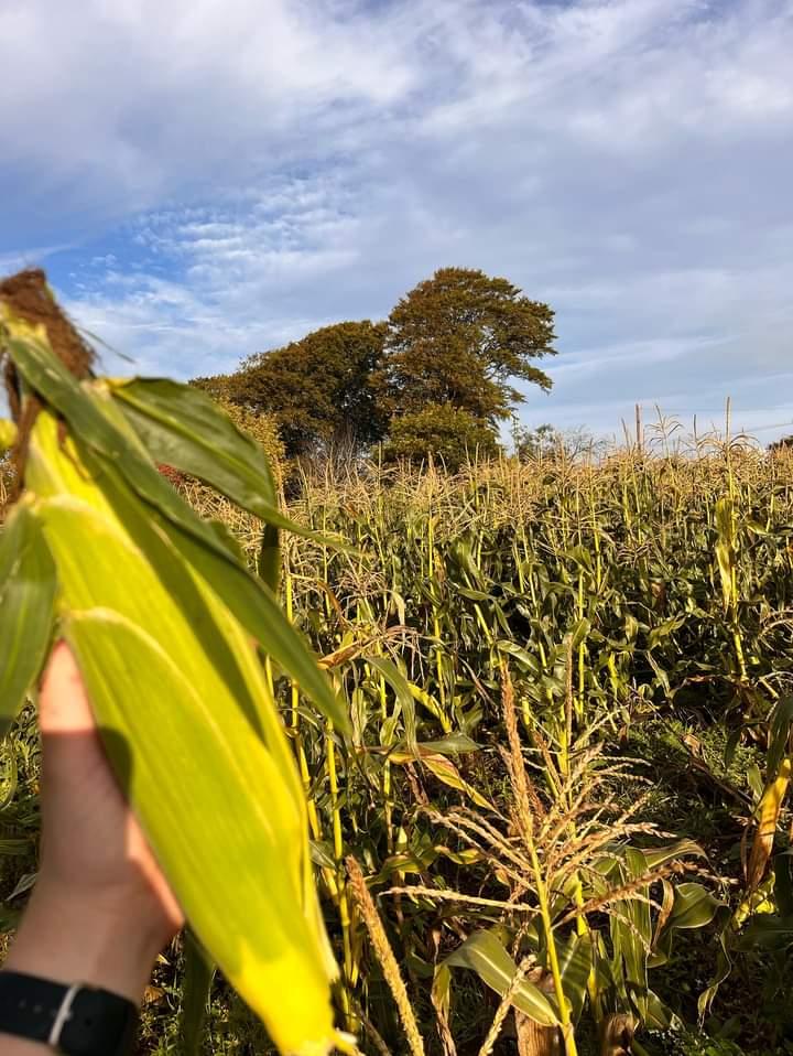 kilmullenfarm's tweet photo. Up early our gorgeous cousin Lizzie picking today ready for #gatetoplate 4.30pm to 6 @AirfieldEstate tomorrow and Sat and @HerbertPark Sunday it is to rain but the corn reigns!! π½ Get it while it lasts ..@WicklowNatural1 #zeroairmiles thank you to all who supported us .#lamb https://t.co/9kCJq5Z5WT