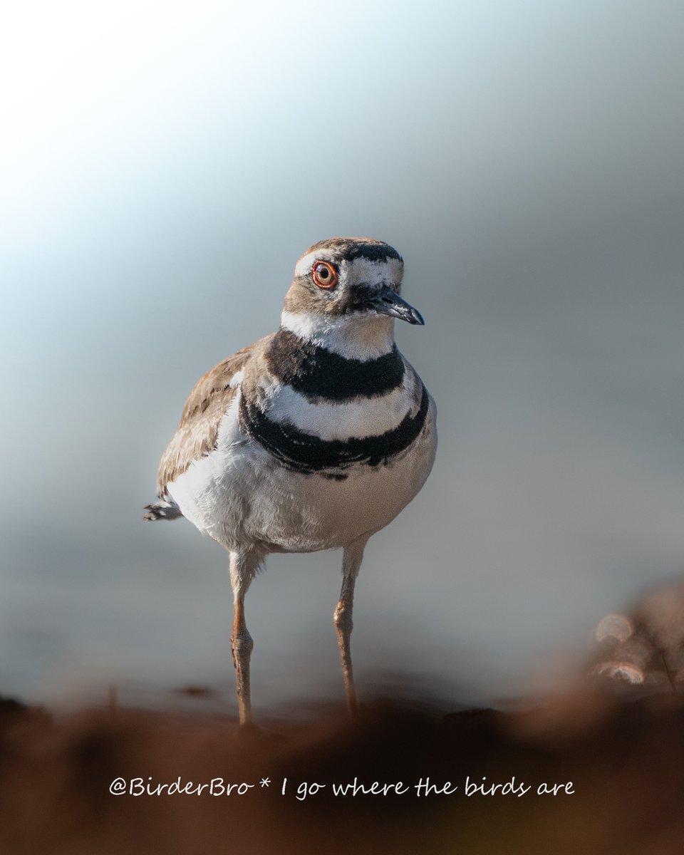 ❓Question for all #English speakers: does Plover rhyme w/ 'lover' or w/ 'rover'🤔? I never know how to pronounce it 🤷 Is it different in🏴󠁧󠁢󠁥󠁮󠁧󠁿🏴󠁧󠁢󠁳󠁣󠁴󠁿🇦🇺🇺🇸 etc❓ Thanks🙏

#birds #birding #birdwatching #BirdTwitter #BirdsOfTwitter #birdphotography #LANGUAGE #LanguageLearning #birdnames_en