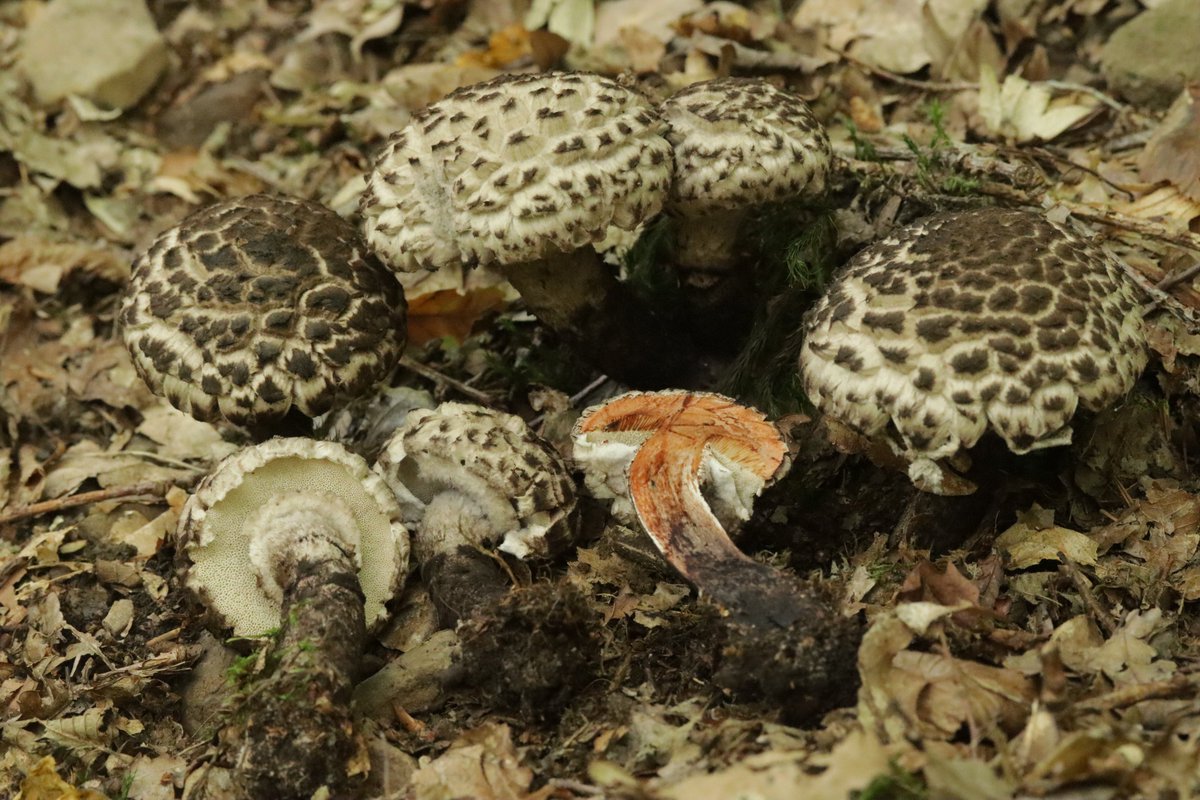 RPilze's tweet photo. Strobilomyces strobilaceus

#Strobilomycesstrobilaceus #Strobilomyces #GemeinerStrubbelkopfröhrling #oldmanofthewoods #Boletpommedepin #mushroom #mushrooms #fungus #fungi #pilz #pilze #champignons #champignon #nature #natur https://t.co/dQotN1hozu