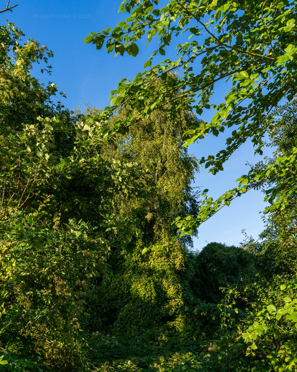 📷 1/125 sec at f/11, ISO 200, 28 mm #dan23freedom
#germany #nordrheinwestfalen #trees #ilovetrees #tree_magic #treesofinstagram #treesoffacebook