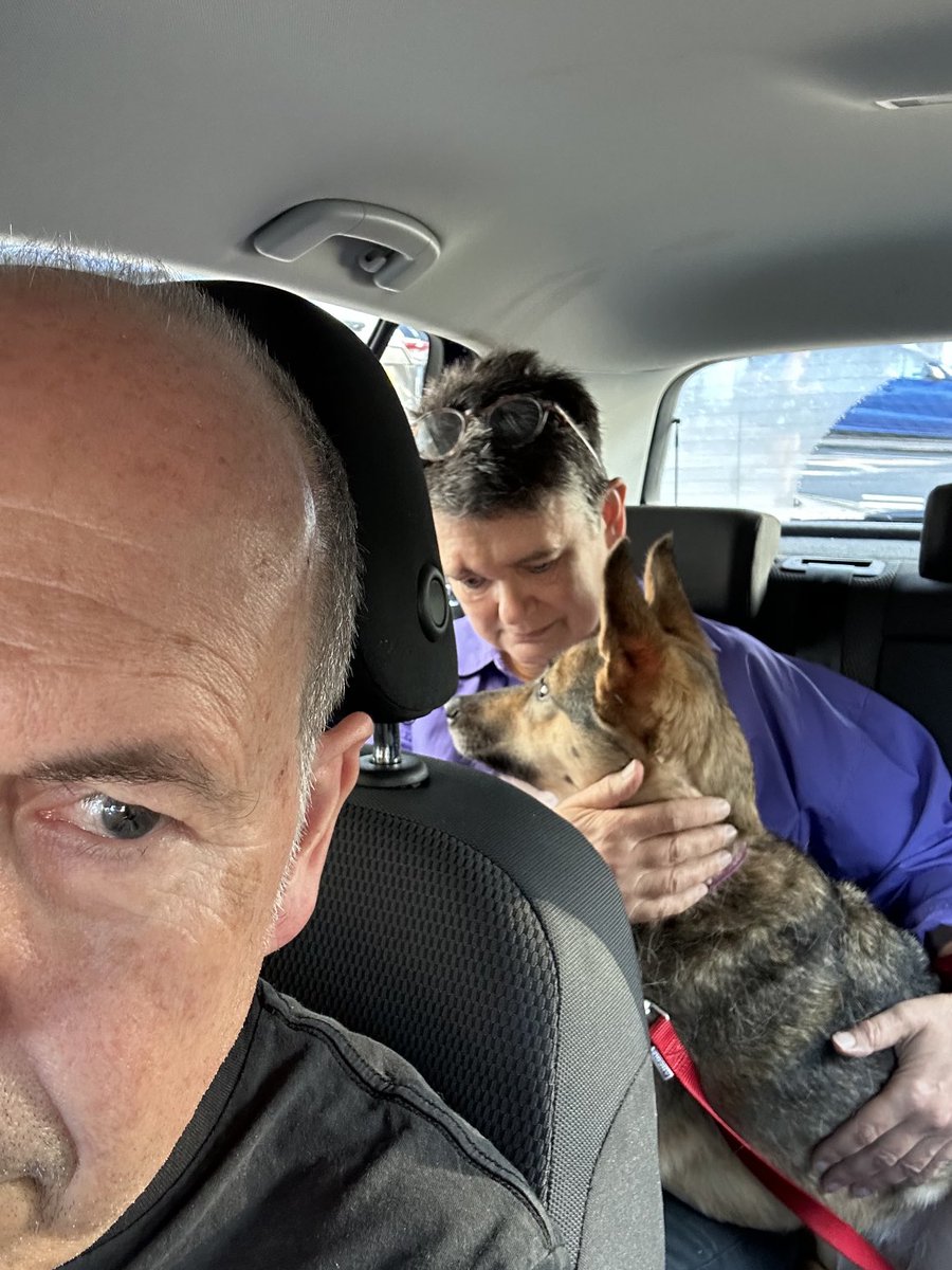 ruskin147's tweet photo. Such a big day for #sophiefromromania with a trip to the vet for shots. She was such a brave girl https://t.co/edszait9s4