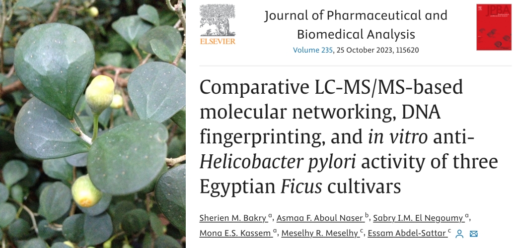bright_giant's tweet photo. 90 metabolites identified in three #Ficus species using #SIRIUS_MS+#CSIFingerID and MetFrag, to investigate #phytochemistry, #chemotaxonomy and potential medical use.
More #SIRIUSDiscoveries: https://t.co/Yt87bT99Md https://t.co/PNNSQns9b2