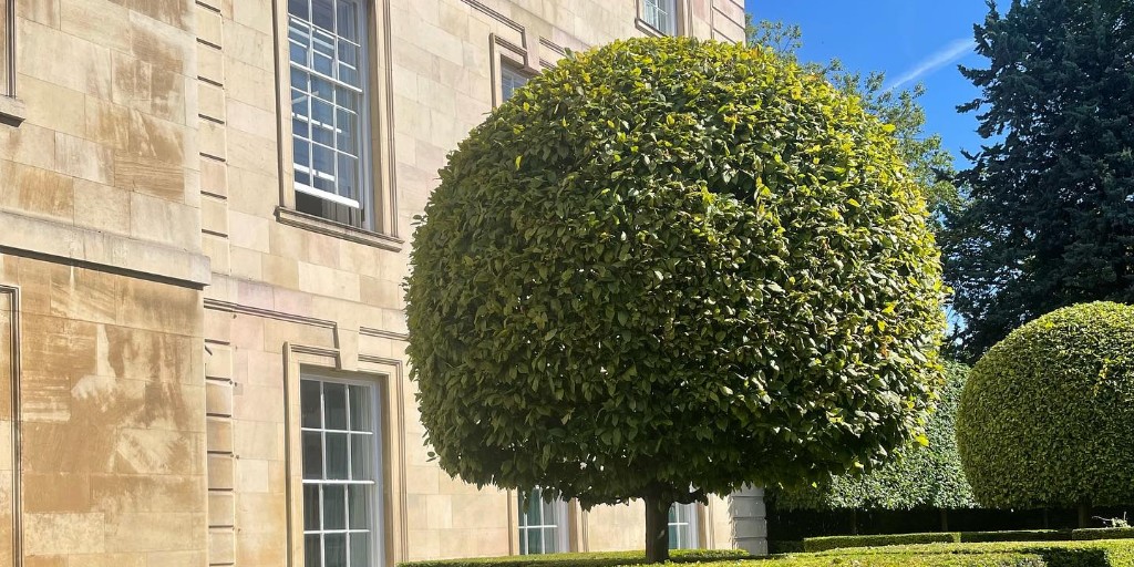 🌿✂️ Embrace the artistry of @bsims_sims & his team! The Front Slips' perfectly clipped yew trees & hedges are a testament to patience and nature's beauty. We're celebrating our fabulous gardeners (namely Theo & Andrew) crafting horticultural wonders! 🏡🪴💚 #Topiary #GreenThumbs