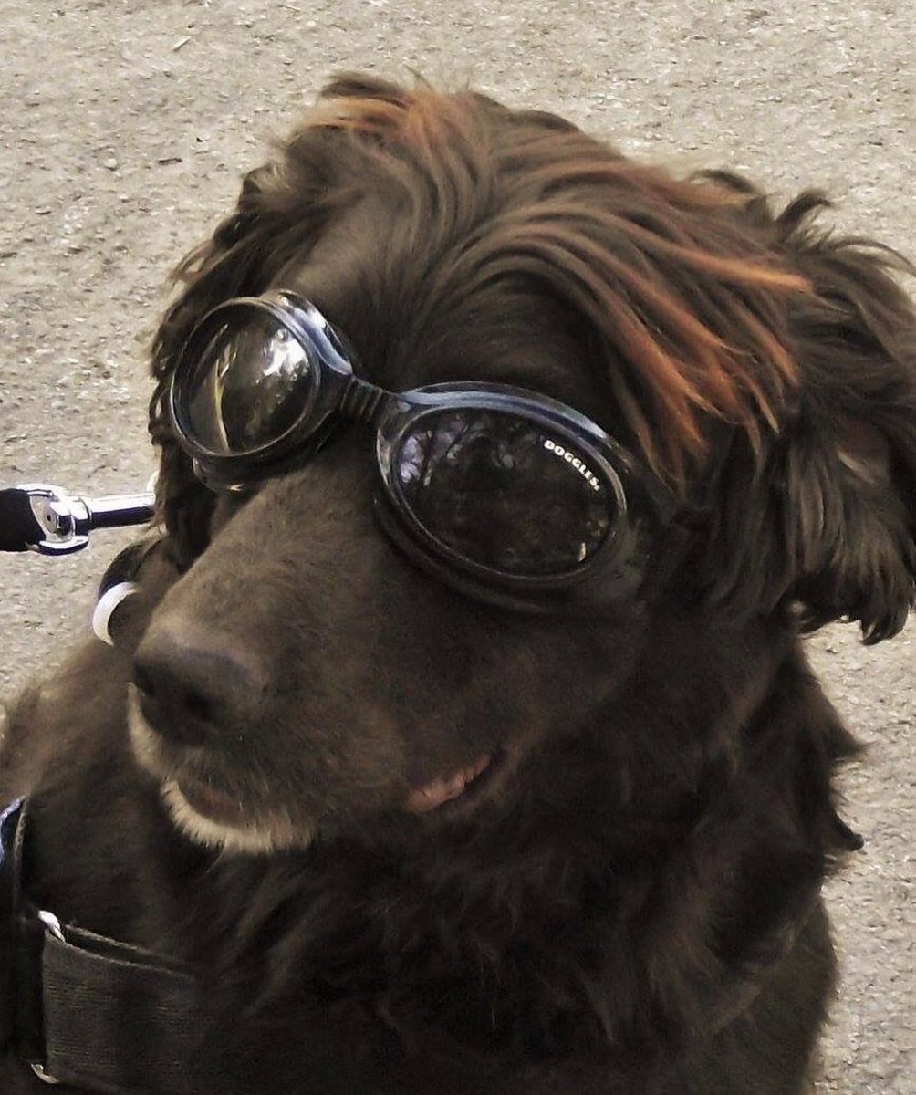 VeteransFdn's tweet image. A Military Working Dog tries on 'Doggles' during training🐶🇬🇧

Source: @BritishArmy 
 #MilitaryWorkingDog #ArmyDogs