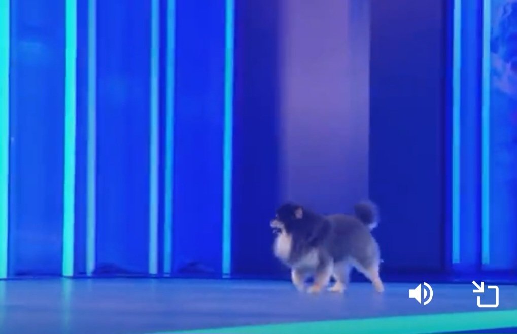 The most iconic &amp; famous dog in the world Kim Yeontan making his official Korean Music Show debut ❤️‍🔥🔥.